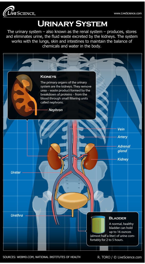 Body Systems Review - Jonathan's Classroom