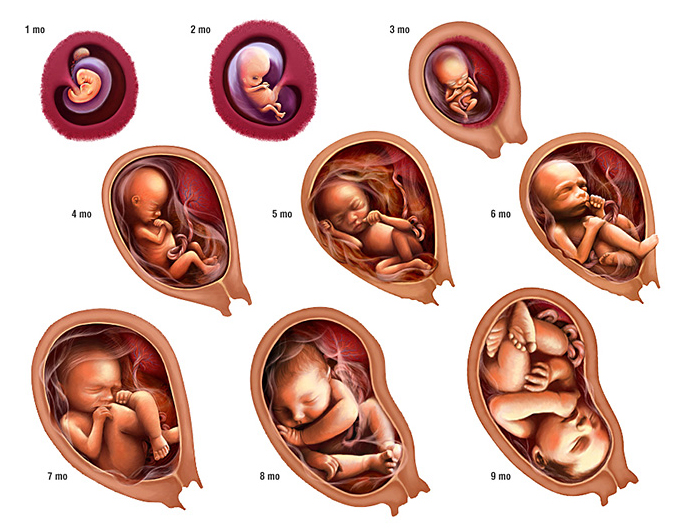 Embryonic Development - Jonathan's Classroom